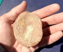  В Крыму нашли позвонок плезиозавра