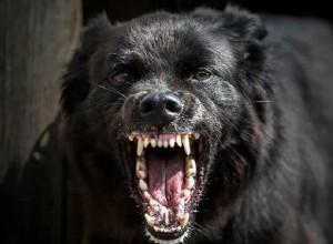  ️Официально! Бездомные собаки покусали 14 керчан в мае