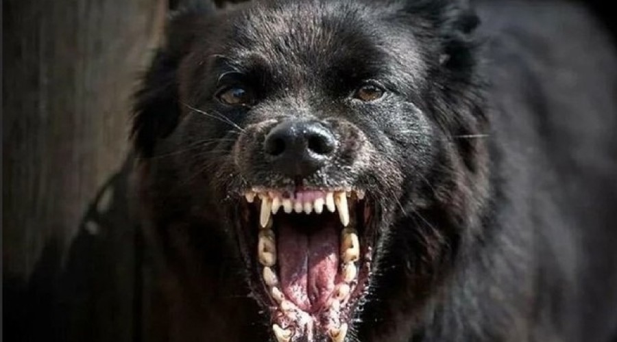  ️Официально! Бездомные собаки покусали 14 керчан в мае