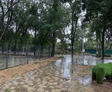    В Керчи шквальный ветер повалил деревья на дороги