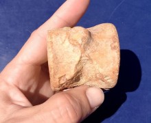  В Крыму нашли позвонок плезиозавра