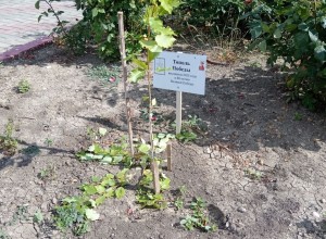  😱Тополь Победы оборвали в Керчи