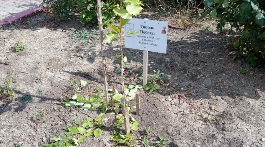  😱Тополь Победы оборвали в Керчи