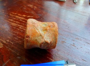  В Крыму нашли позвонок плезиозавра