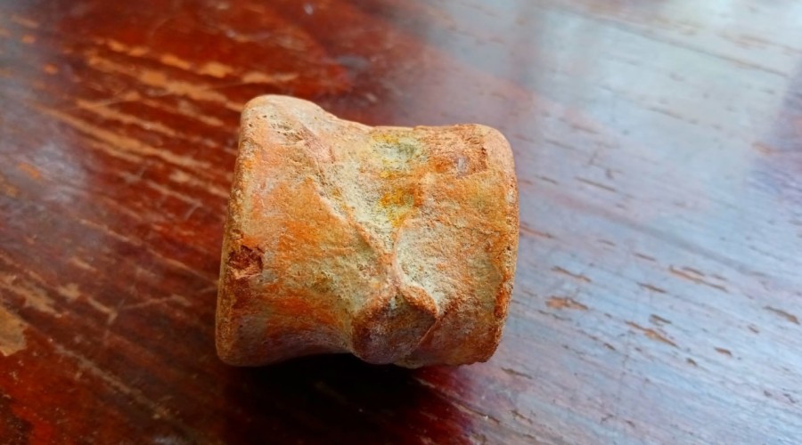  В Крыму нашли позвонок плезиозавра