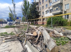 Благоустройство по-керченски: на автовокзале срубили здоровье деревья