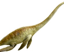  В Крыму нашли позвонок плезиозавра