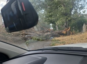    В Керчи шквальный ветер повалил деревья на дороги